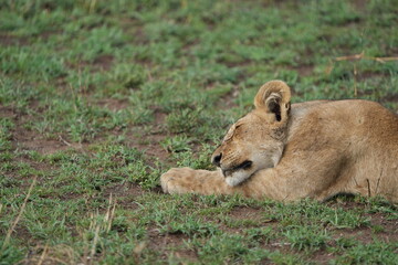 sleeping lion cub in the serengeti national park tanzania