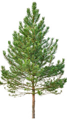 Pine tree with dense needles isolated on Transparent background, PNG file