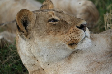 portrait of a lioness looking toward the side with whiskers and fluffy chin, headshot, side view, serengeti national park tanzania