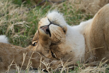 Resting Lioness After Feeding – Close-Up in the Serengeti Grasslands