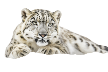 Snow Leopard Isolated on transparent Background for Use in Wildlife Conservation Design