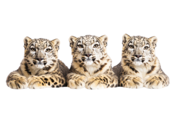 Stunning Snow Leopards Gracefully Relaxing on a Crisp transparent Background for Wildlife Imagery