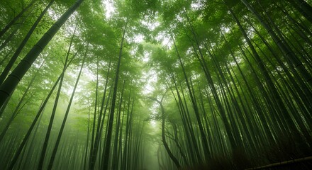 Fototapeta premium Abstract Nature Landscape Background Texture. Abstract Nature Landscape Background Motion Blur Effect Bamboo Forest Texture with green and gold smeared colors