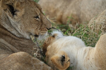 mother lion (lioness) cleaning her cub with her tongue in the serengeti national park in tanzania, safari