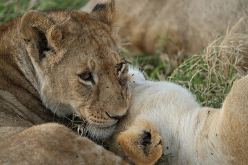 mother lion (lioness) cleaning her cub with her tongue in the serengeti national park in tanzania, safari