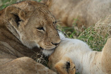 mother lion (lioness) cleaning her cub with her tongue in the serengeti national park in tanzania, safari