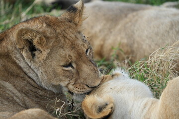 mother lion (lioness) cleaning her cub with her tongue in the serengeti national park in tanzania, safari