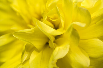 Obraz premium Vibrant Yellow Dahlia Macro