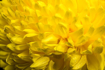 Yellow Chrysanthemum macro photography