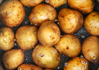 Baby potatoes in green pot boiling and steaming in water on induction hob