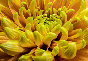 Fototapeta premium Yellow golden autumn Chrysanthemum macro photography