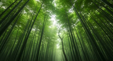Fototapeta premium Abstract Nature Landscape Background Texture. Abstract Nature Landscape Background Motion Blur Effect Bamboo Forest Texture with green and gold smeared colors