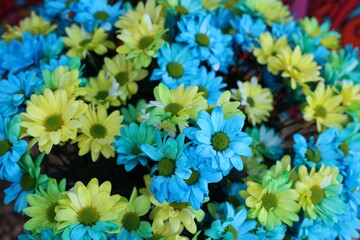 Beautiful chrysanthemum plant with yellow and light blue flowers as background, closeup