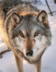 Obraz premium Majestic wolf standing in snowy winter landscape