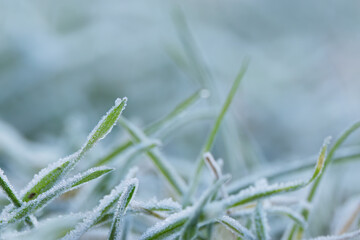 frost on blades of grass, hoarfrost on leaves, hoarfrost leaf, frost on green leaves, hoarfrost everywhere early in the morning, winter is coming and the cold at night, frost on a leaf in winter