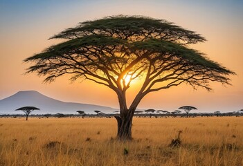 Obraz premium sunset in the savannah