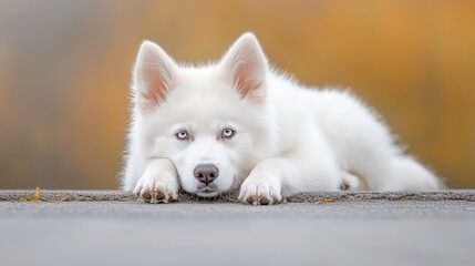 Obraz premium A white dog laying on the ground with blue eyes