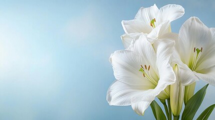 Obraz premium A bunch of white flowers in a vase on a blue background