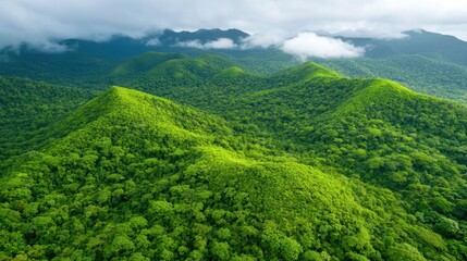 Obraz premium A view of a lush green forest with mountains in the background