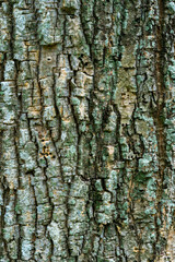 Obraz premium Abract background of awooden texture