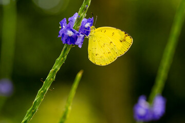 an yellow and brown butterfly flying and taking honey from a purple tiny flower in a garden