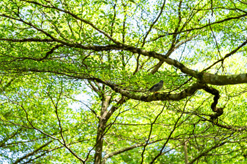 Backgroud view of leaves in a granden