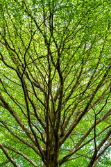 Backgroud view of leaves in a granden