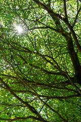 Backgroud view of leaves in a granden