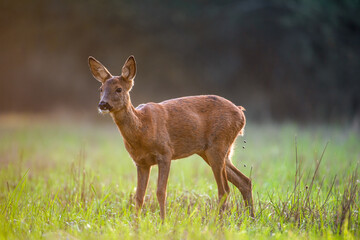 Young roe deer doe defecating in a clearing. Capreolus capreolus, Sologne, Loiret 45, région Centre-Val-de-Loire, France, European Union, Europe