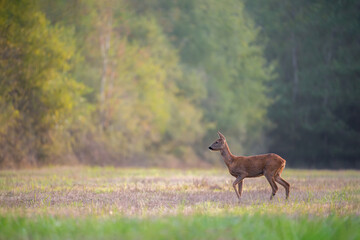 Roe deer doe on the lookout in a clearing listening to the sounds of an animal approaching from the undergrowth, Sologne, Loiret 45, région Centre-Val-de-Loire, France, European Union, Europe