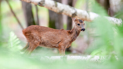 Young roe deer doe among ferns and birch trunks in an undergrowth. Capreolus capreolus, Sarthe 72, Pays de la Loire, France, European Union, Europe