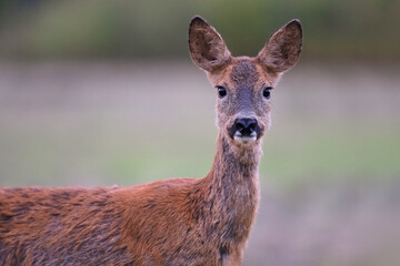 Portrait of a roe deer doe in a plain. Capreolus capreolus, Sologne, Loiret 45, région Centre-Val-de-Loire, France, European Union, Europe