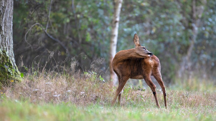 Roe deer doe grooming in a forest alley. Capreolus capreolus, Sologne, Loiret 45, région Centre-Val-de-Loire, France, European Union, Europe