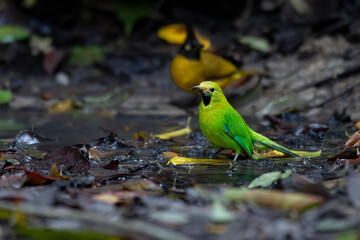 Bird in tropical rain forest wildlife photography