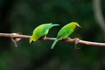 Bird in tropical rain forest wildlife photography