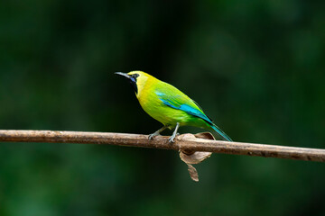 Bird in tropical rain forest wildlife photography