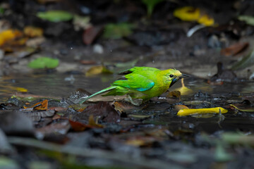 Bird in tropical rain forest wildlife photography