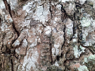 Close Up of Tree Bark Texture
