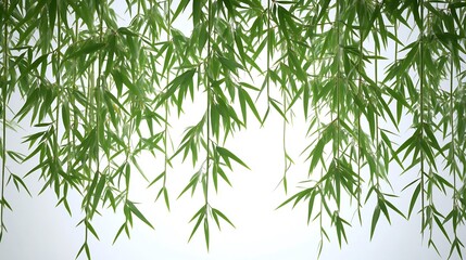 Fototapeta premium Hanging Green Bamboo Branches with Lush Foliage
