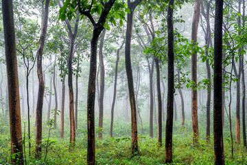 Obraz premium Fog envelops a quiet forest with hidden trees