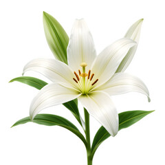 Fototapeta premium white lily isolated on white