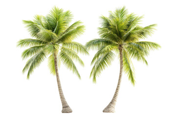 Stunning Isolated Palm Trees on a Pure transparent Background for Design and Advertising