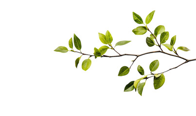 Obraz premium minimalist and natural aesthetic, branch with vibrant green leaves isolated on transparent background