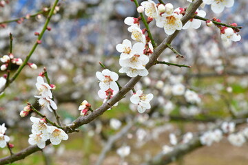 田上梅林公園（新潟県）