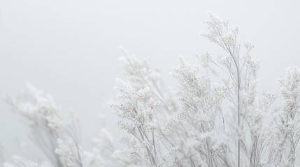 Serene Winter Frost: A Breathtaking White Landscape