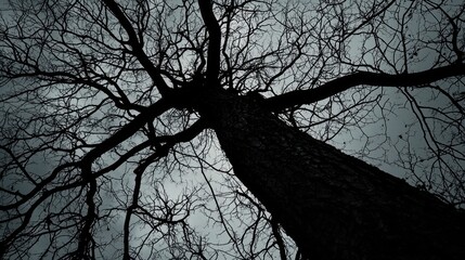Bare Branches Reaching for the Sky: A Monochrome Tree