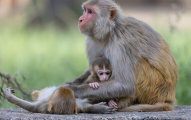 Rhesus macaque (Macaca mulatta) or Indian Monkey in forest with cub.