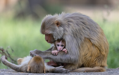 Rhesus macaque (Macaca mulatta) or Indian Monkey in forest with cub.