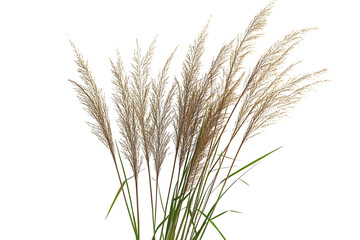 Fototapeta premium Cane, reed seeds and grass isolated on PNG background