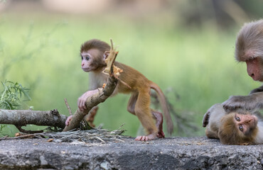 Rhesus macaque (Macaca mulatta) or Indian Monkey in forest with cub.